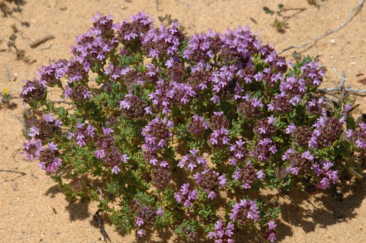 Thymus Camphoratus Camphor Thyme